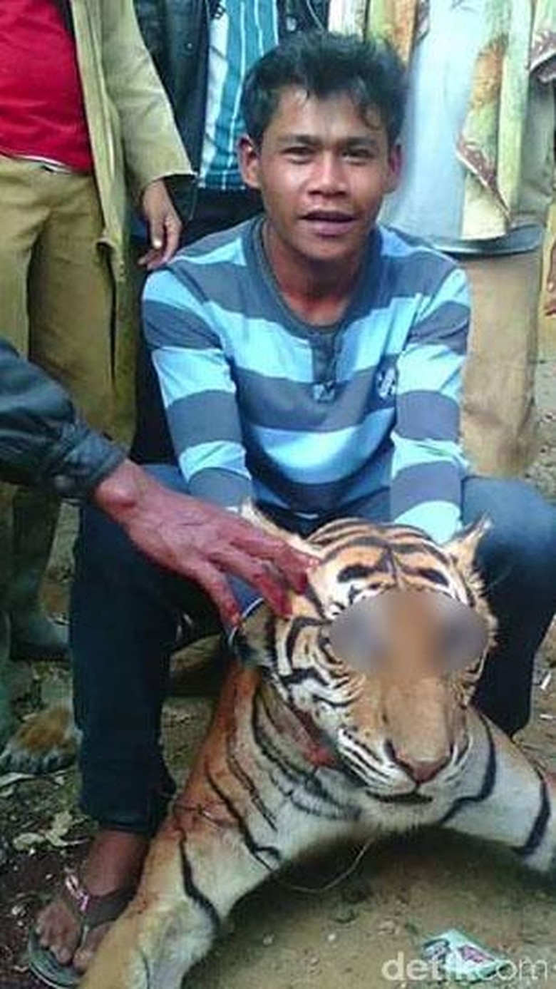 Setelah Orangutan, Kini Foto Keji Pembunuhan Harimau Dipajang di FB Setelah Orangutan, Kini Foto Keji Pembunuhan Harimau Dipajang di FB