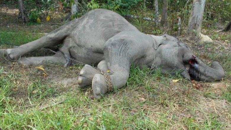 Dunia Menangisi Yongki, Gajah Heroik di Lampung yang Dibunuh Pemburu Gading