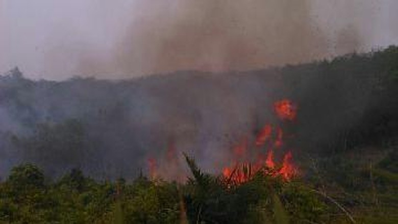 Malaysia: Kebakaran Hutan di Indonesia Tak Akan Padam Tanpa Hujan