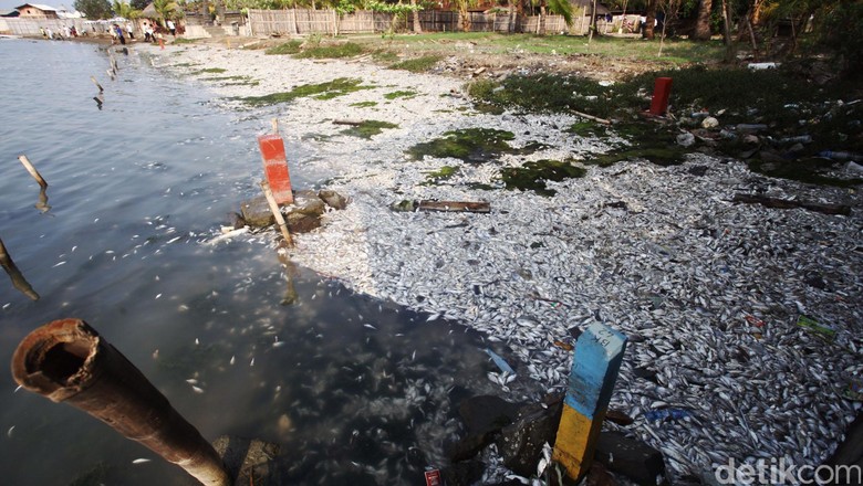 Jumlah Ikan Mati di Ancol Sekitar 650 Kg, Penyebab Masih Tunggu Uji Lab Jumlah Ikan Mati di Ancol Sekitar 650 Kg, Penyebab Masih Tunggu Uji Lab