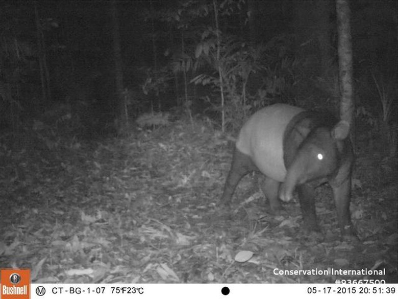 Penampakan Tapir yang Hampir Punah di Taman Nasional Batang Gadis