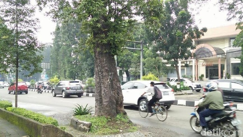 Pohon Tua di Jl Dago Dianggap Membahayakan, Banyak Permintaan Agar Segera Ditebang