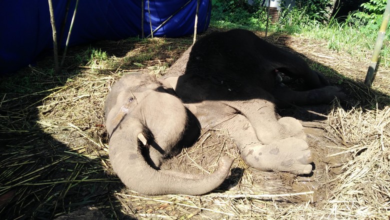 Yani Gajah Sumatera Menunggu Ajal di Kebun Binatang Bandung