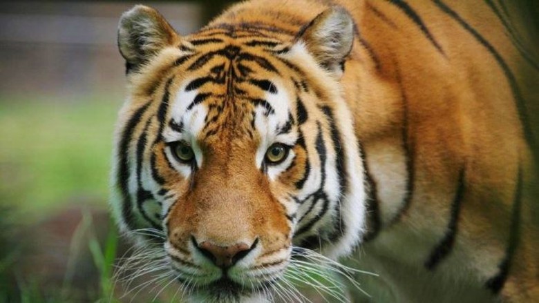 Harimau Bengal di Kebun Binatang Canberra Disuntik Mati