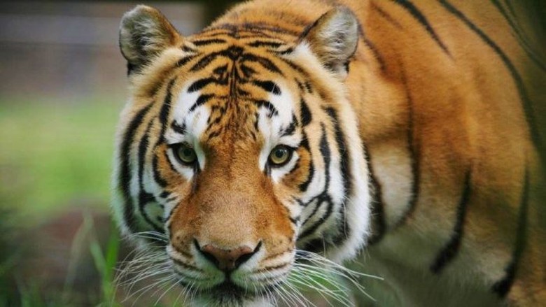 Harimau Bengal di Kebun Binatang Canberra Disuntik Mati Harimau Bengal di Kebun Binatang Canberra Disuntik Mati