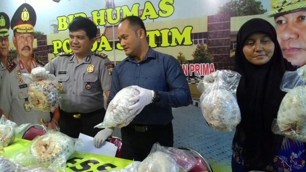 Penyimpanan Ratusan Trenggiling Beku Dibongkar Polda Jatim Penyimpanan Ratusan Trenggiling Beku Dibongkar Polda Jatim