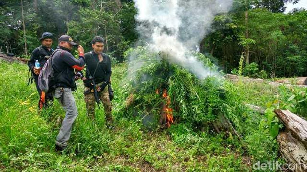 Polres Aceh Besar Cabut dan Bakar Ganja di Ladang Seluas 9 Hektare Polres Aceh Besar Cabut dan Bakar Ganja di Ladang Seluas 9 Hektare