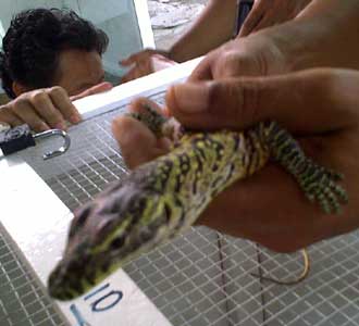12 Babies Komodo Born in Zoo Surabaya