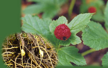 seger herbaling