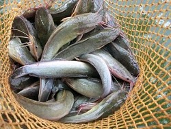 Membersihkan Ikan Lele