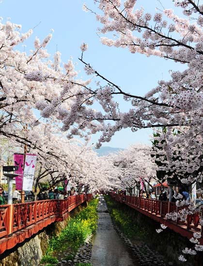 Festival Cherry Blossom