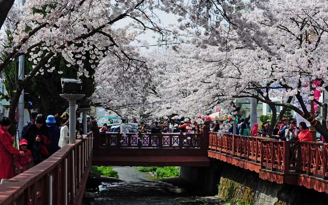 Festival Cherry Blossom