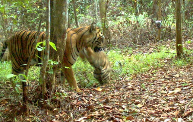 Harimau Sumatera Bermain dengan Anaknya