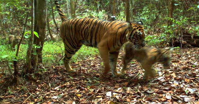 Harimau Sumatera Bermain dengan Anaknya