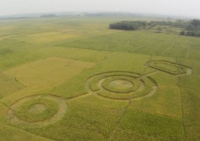 Petani: Crop Circle Cikarang Dibuat Selama 3 Hari