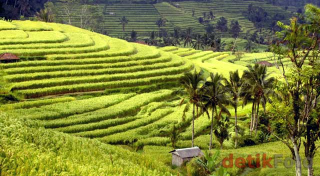 Grace, Sosok di Balik Hamparan Sawah Bali