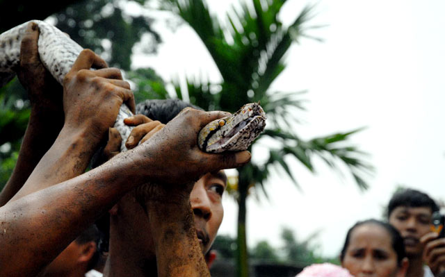 Ular Piton Gegerkan Warga Bogor