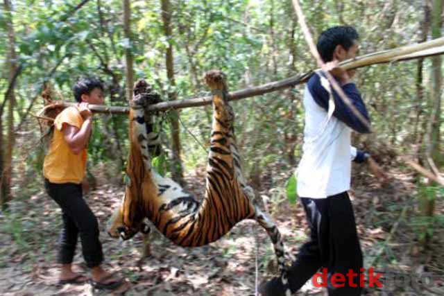 Harimau Mati Terkena Jebakan Babi