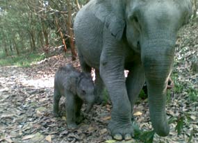 Mira Lahirkan Bayi Gajah 46,9 Kg