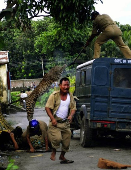 Macan Tutul Terkam Polisi Hutan