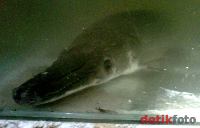 Ikan Berkepala Mirip Buaya di Mojokerto