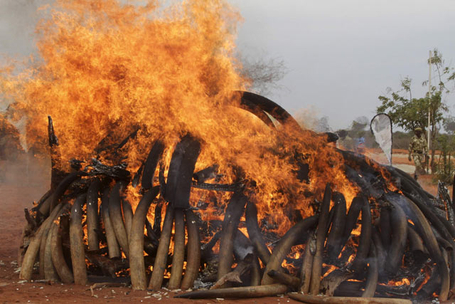 5 Ton Gading Gajah Afrika Dibakar