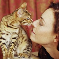 Parasit pada Kucing Diduga Meningkatkan Risiko Kanker Otak