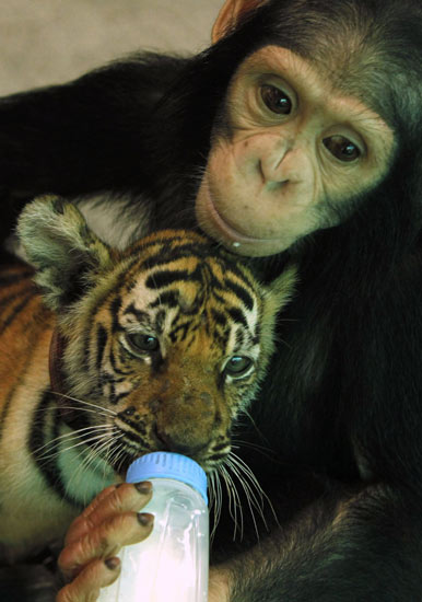 Simpanse Susui Bayi Macan