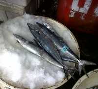 ikan Harga Ikan Segar & Olahan Menanjak Jelang Lebaran
