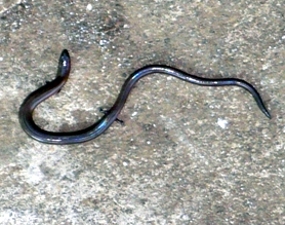 http://images.detik.com/content/2011/08/30/475/kadal-ular-dalam.jpg