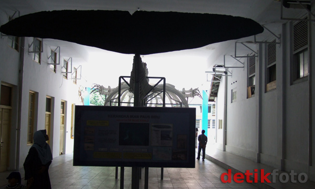 Berkunjung ke Museum Zoologi Bogor