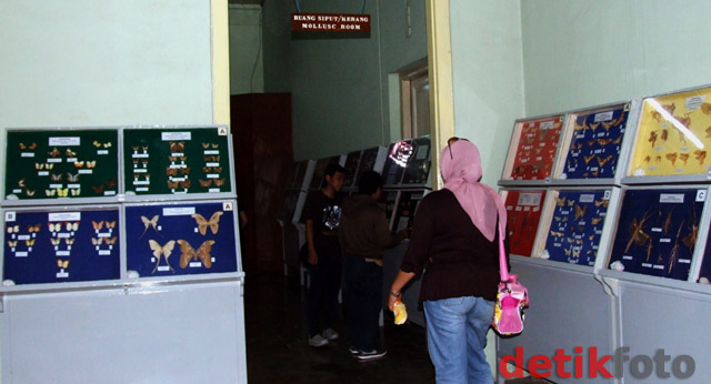 Berkunjung ke Museum Zoologi Bogor