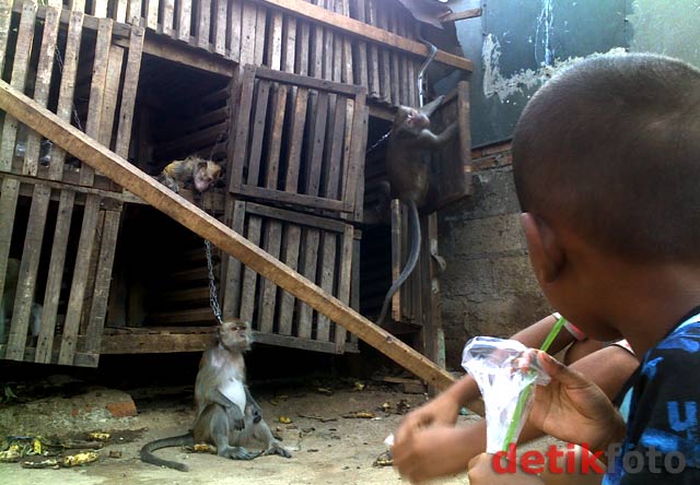 Melongok Kampung Monyet di Jatinegara 