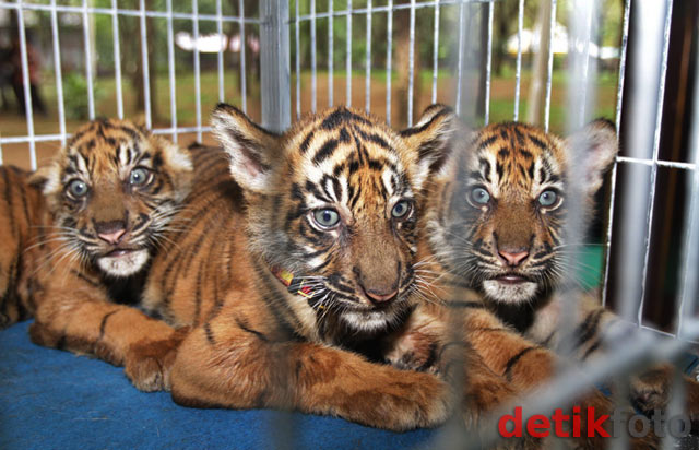 Pemberian Nama 3 Bayi Harimau Sumatera