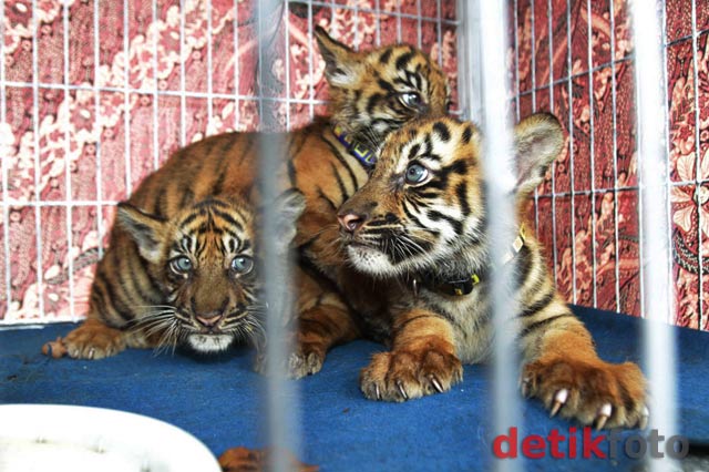 Pemberian Nama 3 Bayi Harimau Sumatera