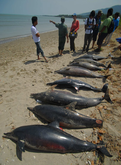 17 Lumba-lumba Mati di Ujung Kulon