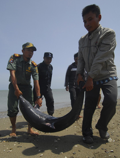 17 Lumba-lumba Mati di Ujung Kulon