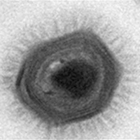 World's Largest Virus Found in Chile Sea | Daily Health News