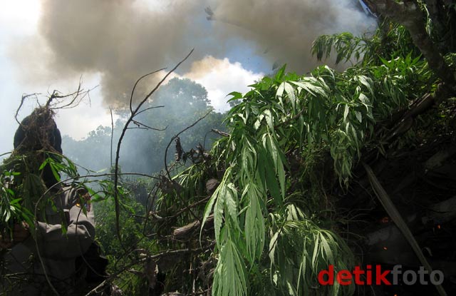 BNN Musnahkan 7 Hektar Ladang Ganja