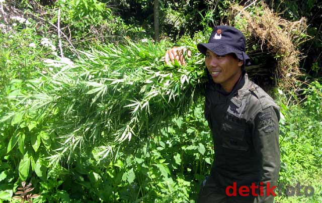 BNN Musnahkan 7 Hektar Ladang Ganja