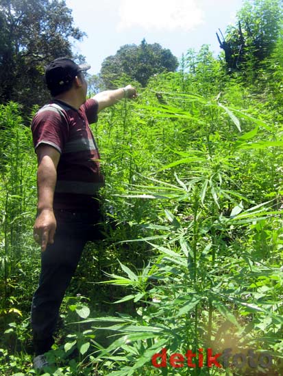 BNN Musnahkan 7 Hektar Ladang Ganja