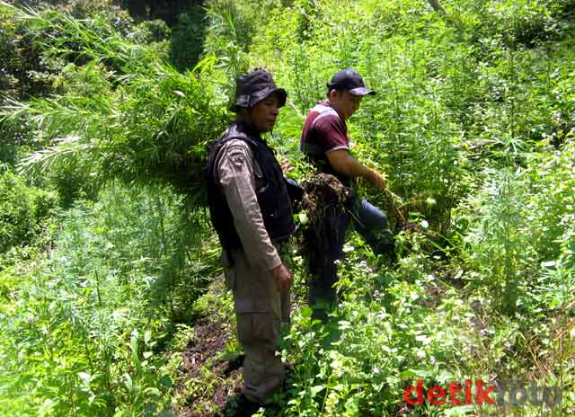 BNN Musnahkan 7 Hektar Ladang Ganja