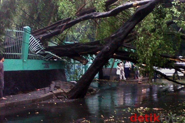 2 Pohon Tumbang Timpa Mobil di Bulungan