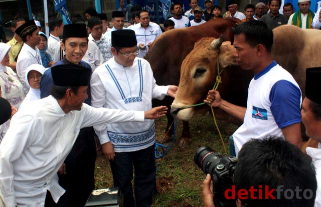 Anas dan Ibas Berkurban Sapi