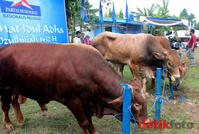 Anas dan Ibas Berkurban Sapi