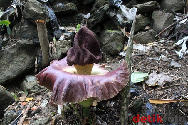 Bunga Bangkai Tumbuh di Pekarangan Warga