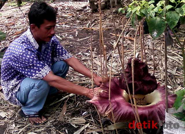 Bunga Bangkai Tumbuh di Daerah Borobudur