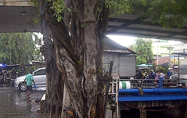 Pohon Pocong Nangkring Ditebang