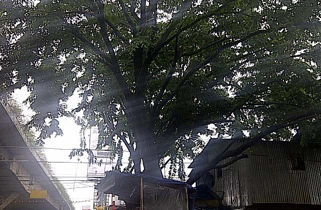 Pohon Pocong Nangkring Ditebang