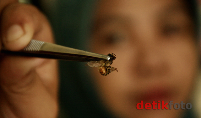 Sengat Lebah Usir Penyakit